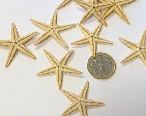 Натурални морски звезди за декорация 5-6см 10 броя